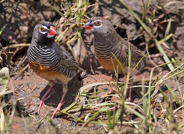 African Quailfinch male and female